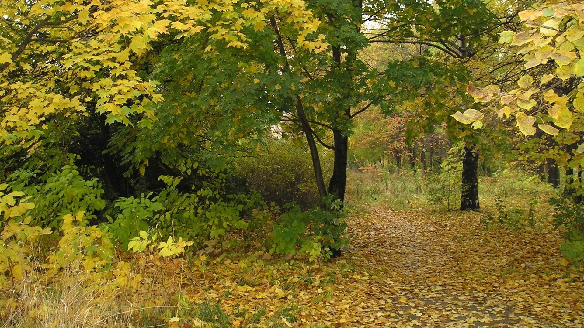 Фото 0: Усадский лес