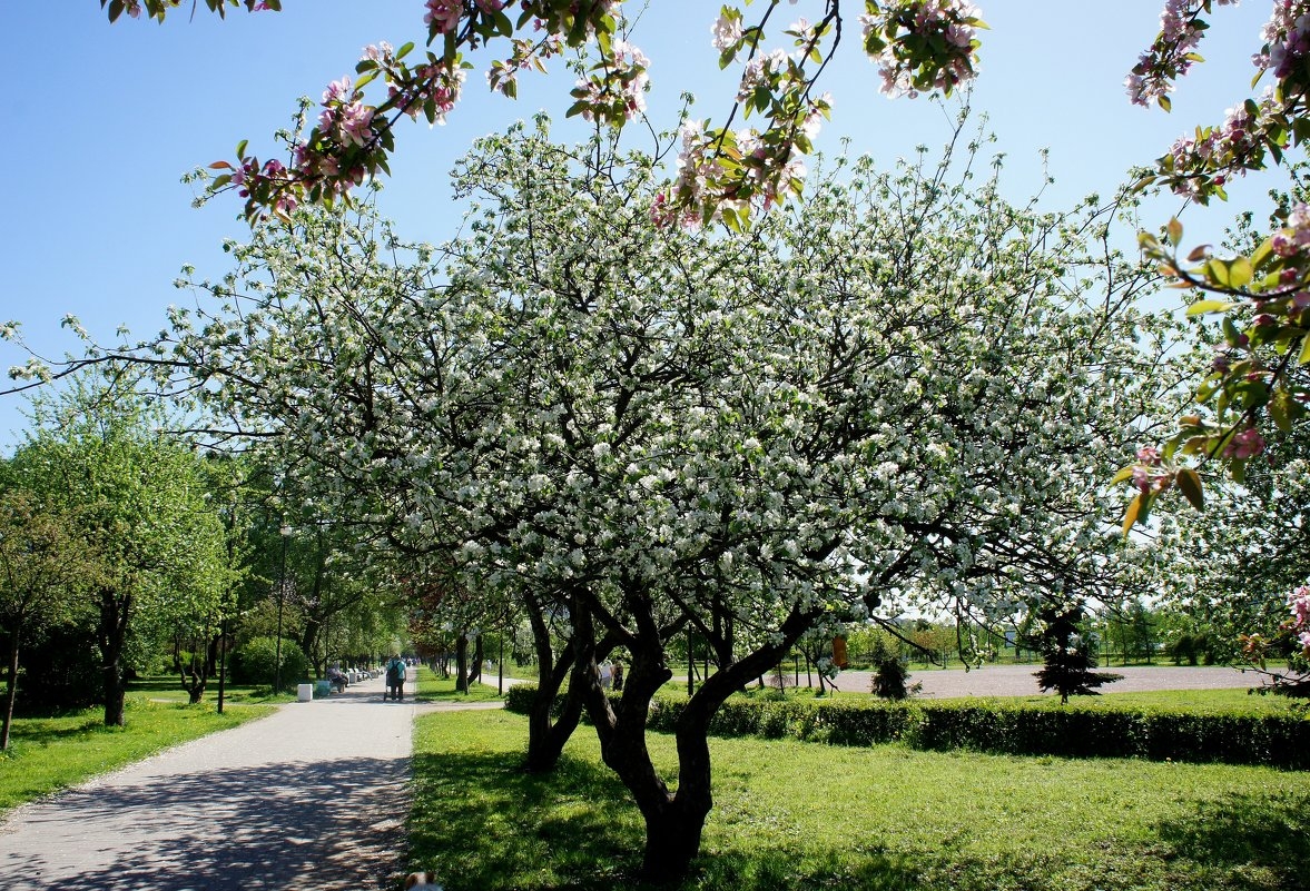 Фото 3: Яблоневый сад