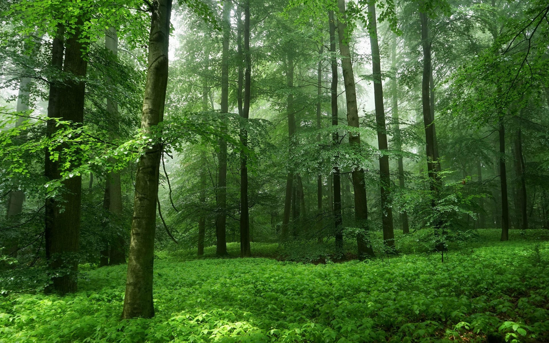 Фото 0: Химкинский лес