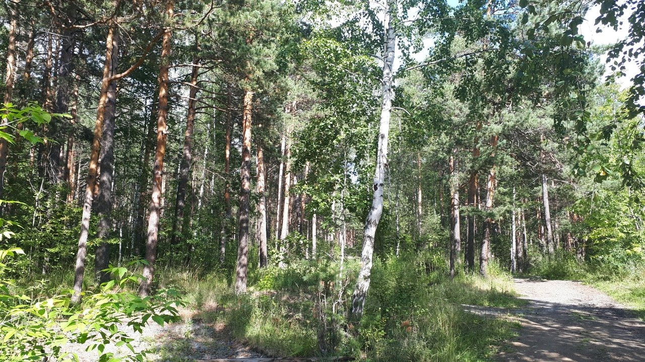 Фото 2: Калиновский лесопарк