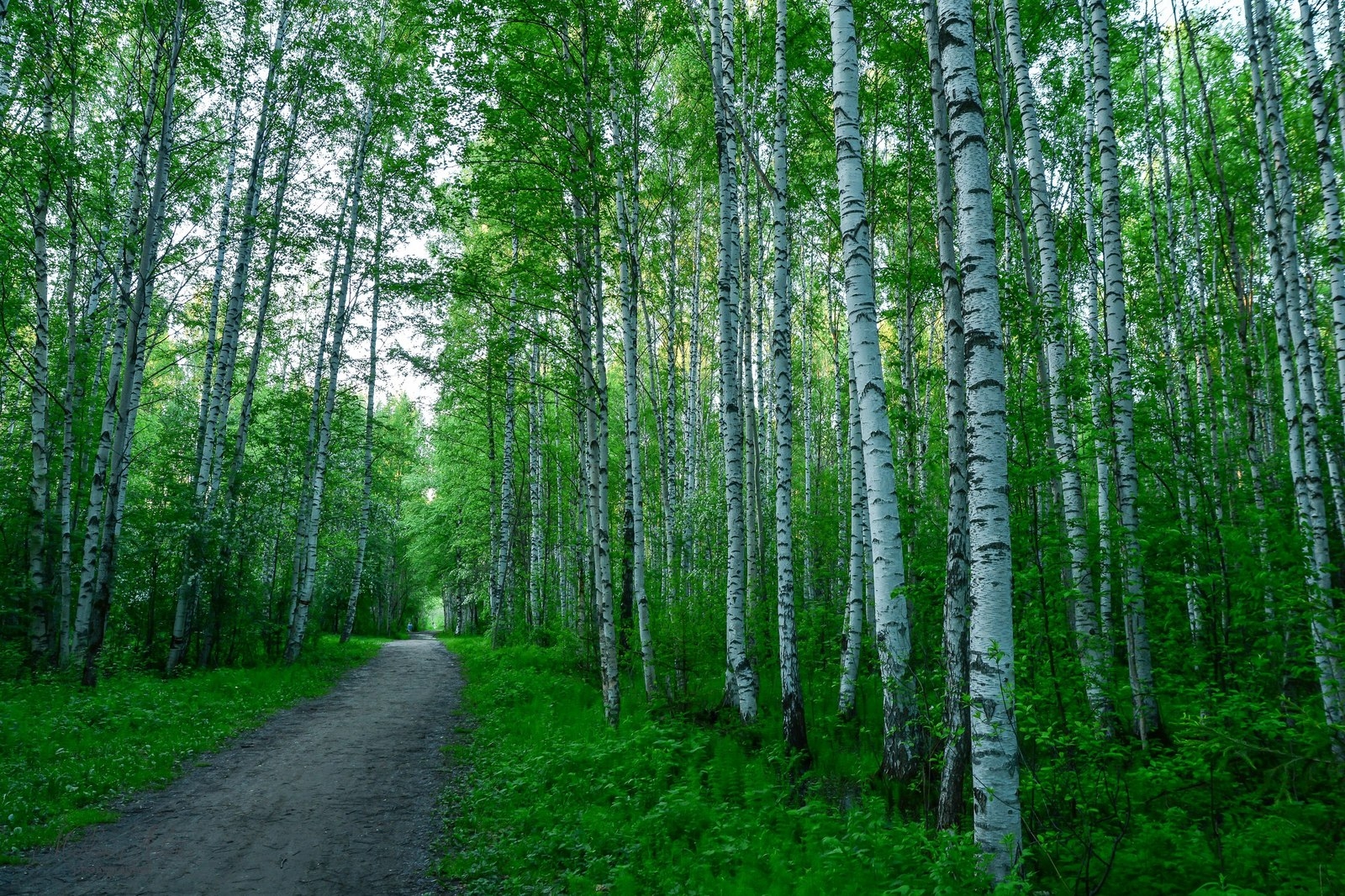 Фото 0: Черняевский лес