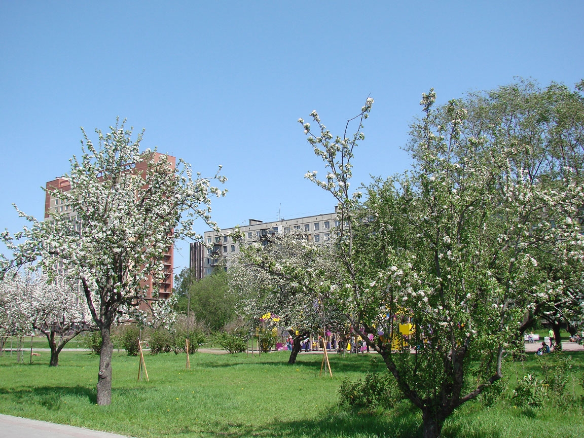 Фото 2: Яблоневый сад