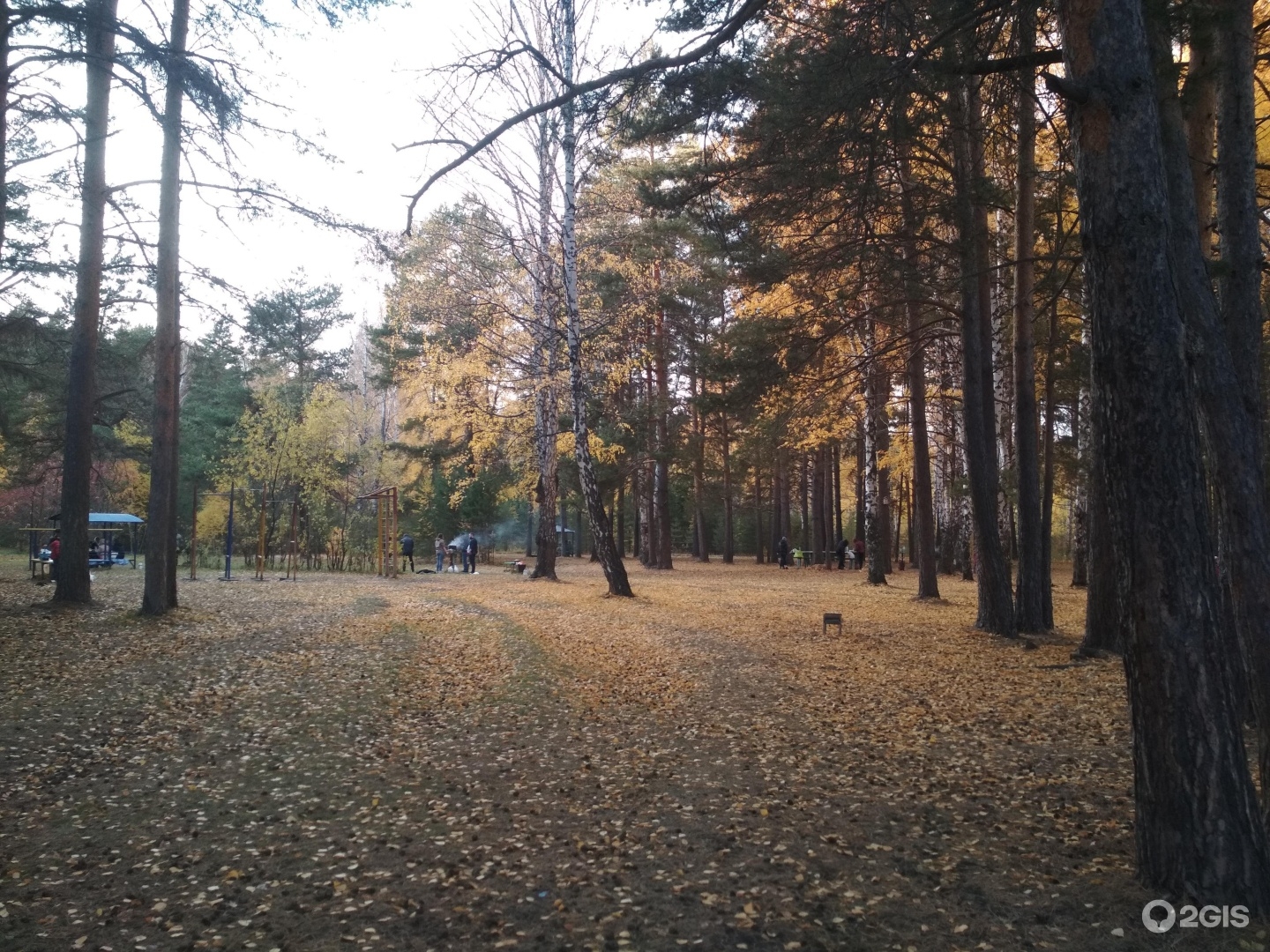 Фото 0: Плехановский бор