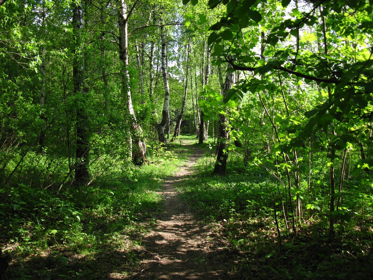 Фото 1: Природно-исторический парк Битцевский лес