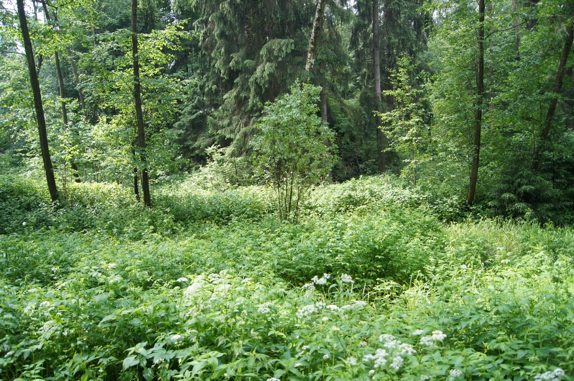 Фото 1: Ландшафтный парк Ватутинской лесной поймы