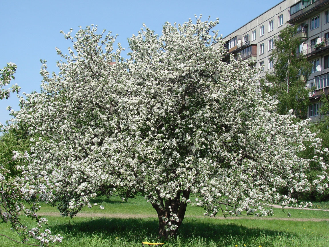 Яблоневый сад на белградской фото