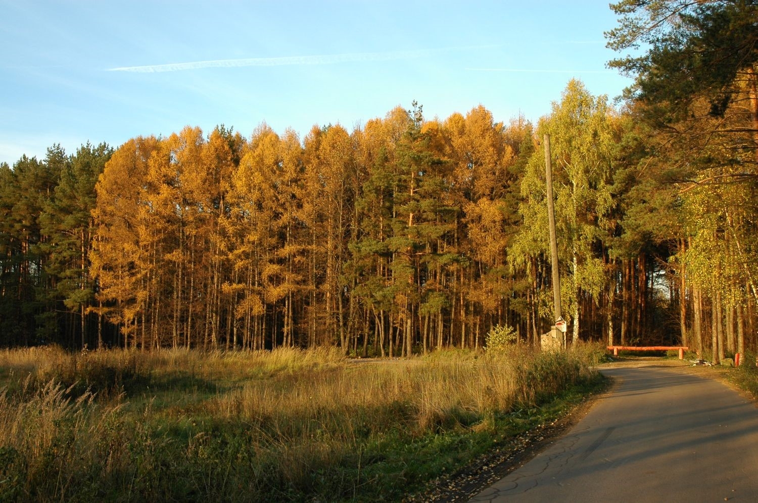 Фото 0: Чоботовский лес