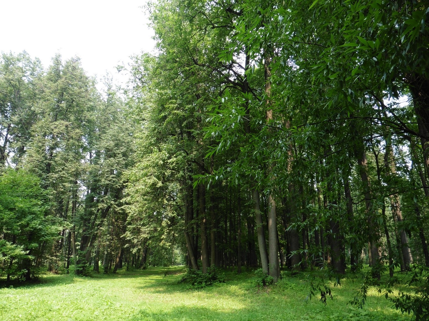 Фото 0: Тимирязевский лес